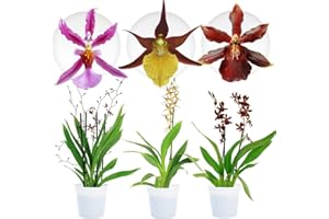 Orchideen Echte Pflanzen Cambria Pastel Mix - 3 große Zimmerpflanzen aus Holland - 30-40 cm hoch - blühend - Sorten Mieke, French Town, Cathy (Nicht künstlich, ohne Dünger und Topf, keine Samen)