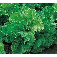 250 x Samen Salat"Corneta de Bordeos" mehrjährig 100% Natursamen aus Portugal handgepflückt