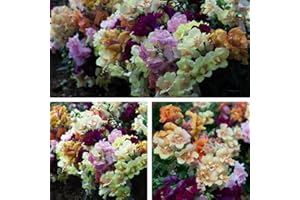 THOMPSON & MORGAN Antirrhinum ‘Mini Butterflies Mixed’ (Snapdragon) Easy to Grow Your Own Outdoor Garden ready Perfect Plants UK for Pots 30 Tray x 1 Bedding Plants for Hanging Baskets by Thompson and Morgan (30)