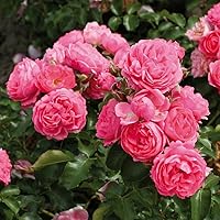 Kordes Rosen Moin Beetrose, rosa, 12 x 12 x 40 cm