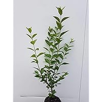 25st. Liguster Atrovirens 40-70cm reine Pflanzhöhe Ligustrum Atrovirens Wurzelware Heckenpflanzen