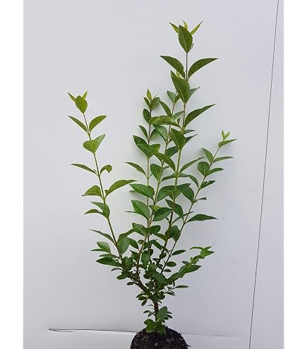 100st. Liguster Atrovirens 80-120cm reine Pflanzhhe Heckenpflanze  Ligustrum Wurzelware : Amazon.de: Garten