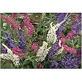 Stk - 1x Buddleja Tricolor Schmetterlingsflieder Staude Topf Garten - Pflanze K-P342 - Seeds Plants Shop Samenbank Pfullingen