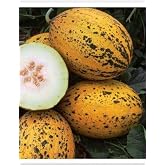 AGRODAL TARIM HORSE SEED LOCAL WINTER MELON 589-KIRKAĞA&Ccedil; 100 SEEDS