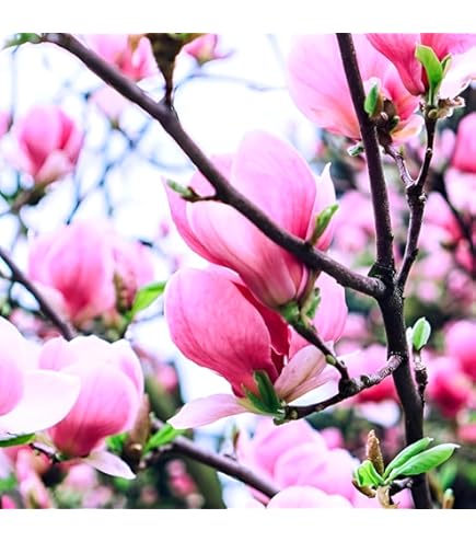 Rishika Plant House-Rare most Beauty full Pink Magnolia flower