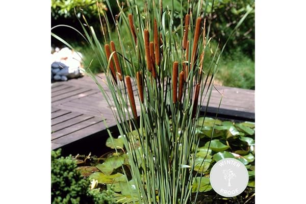 Bloomique - Typha Latifolia - Grand Massette - Cigare des marais - Plantes de bassin - Résistante au gel - Zone de bassin 2-3 - Hauteur 15-25 cm - Pot 9 cm