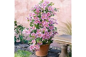 CLEMATISONLINE 2 x Clematis Piilu - 2 x piante rampicanti a fioritura pluriennale – Invernale dura – 2 x 1,5 litri