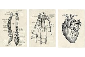 CTForest 3 sztuki plakat anatomia, dekoracja ścienna w stylu vintage ilustracja serca, dłonie i kręgosłup, kolekcja folii, kolaż estetyczny wystrój wnętrz (bez ramki)