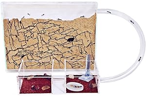 AntHouse - Natural Sand Ant Farm | Medium Kit (Sandwich + Forage Box)