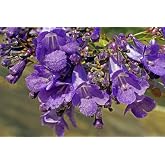 50 Jacaranda seeds (Jacaranda Mimosifolia)