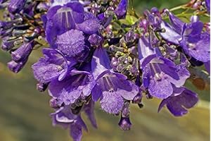 TU PROPIO JARDÍN 50 semillas Jacaranda (Jacaranda Mimosifolia)