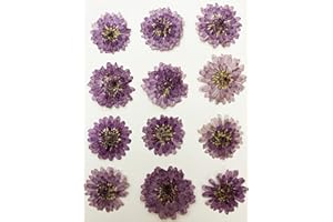 HANDI-KAFU 12 Stück Mini Chrysantheme echte natürliche getrocknete gepresste Blumen für Harz Kunst Handwerk DIY