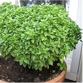 AGRODAL TARIM Top Reyhan/Top Basil Flower Seed