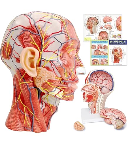 Evotech Scientific Skin Anatomical Model, 35X Enlarged Skin Layer Structure Anatomy Model With Hair - View #6