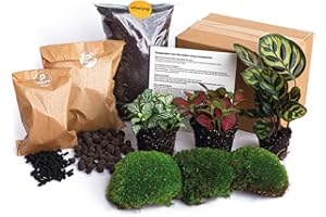 URBANJNGL Paquete de terrario de Plantas - Calathea Makoyana - 3 Plantas de terrario - Paquete de Recarga e Inicio Terrario de Bricolaje