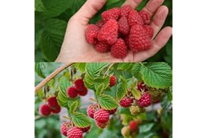 CARBETH PLANTS 3 x Raspberry Autumn Bliss Bare Root Cane - Grow Your Own Raspberries - Bare Root Raspberry Runner - Fruit Plant (Regular Packaging)