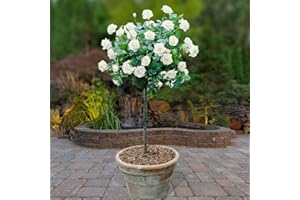 YouGarden White Rose Bush 60cm Tall. Bare Root Rose Bush for Outdoor. Ready to Plant Roses. Disease Resistant Easy to Grow Outdoor Plants for Gardens Patio Plants