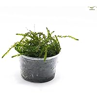 Garnelio Moose & Schwimmpflanzen Dauergrünes und Winterhartes Teich- und Aquarienmoos - Quellmoos - Fontinalis…