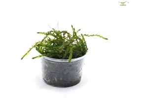 Fontinalis antipyretica Mousse d'étang et d'aquarium à feuilles vertes permanentes et résistantes à l'hiver