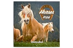 NOTIQUE Calendario da parete con cavalli 2024, calendario opuscolo con calendario mensile, calendario opuscolo, calendario animale, 30 x 30 cm (30 x 60 cm)