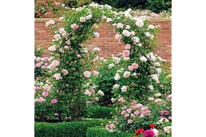 ARtsim 200 cm, 160 cm, 120 cm, 180 cm wide, rose arches, metal trellis, garden arch, trellis for climbing plants, galvanised rose trellis (colour: black, size: 180 cm x 220 cm)