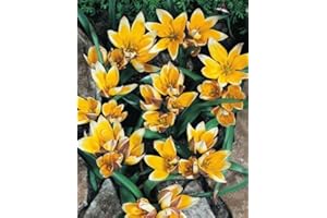 BLUMENHANDEL ULLRICH Wildtulpen Tarda Botanische Tulpen Tulpenzwiebeln (25 Blumenzwiebeln)