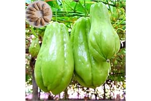 HIBORTH 30 Graines de Chayote Haute Germination - Semences Naturelles Non Traitées pour Potager Productif, graines de légumes chayote Plantes Légumières (30PCS)
