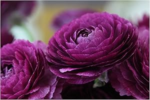 Oliwier's Bulbs 10 x Ranunculus Asiaticus Purple Beautiful Spring Summer Flowering Bulbs Persian Buttercup Cut Flowers Hardy Garden Perennial Ready To Plant Corms Size 5/6