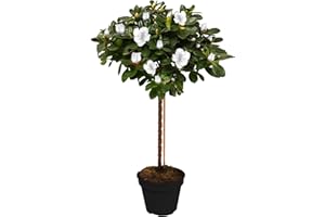 GARDENERSDREAM Azalea Japonica Tree | Trees for Small Gardens Border Patio Potted Plants | Lollipop Stem Trees | Red, White, Pink, Bicolour, Orange & Purple | 2-3ft (White)