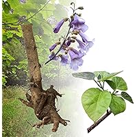 Paulownia Blauglockenbaum SHANDONG extrem schnellwüchsig, auch Kiri-Baum o. Kaiserbaum als Wertholz u. Energieholz (1…