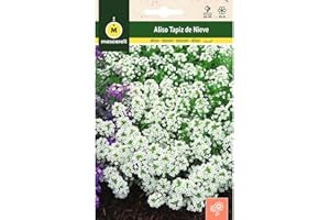 M MASCARELL SEMILLAS DESDE 1920 Mascarell Semillas, ALISO TAPIZ DE NIEVE, Semillas Flores Exterior para Decoración, Flor Mediterránea