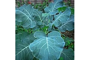 DAMAVAND PRO Georgia Southern Collard Seeds, Vegetable Garden, 200 Seeds, Green