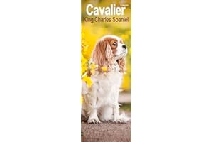 Cavalier King Charles Slim Calendar 2024 Dog Breed Slimline Calendar - 12 Month