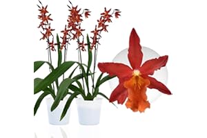 DUTCH BULBS EXCLUSIVE PLANTS FROM HOLLAND Orchidée Jumping Jack - 2 Plante Intérieur Naturelle - 30-40 cm - Avec fleurs et parfumées - Naturelle Plante de Hollande (pas de graines, non artificielle)