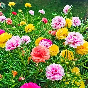 Nisargaa Portulaca Mixed Color Hybrid Flower Seeds For All Season (200 Seeds)