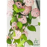 Kokulu Beyaz Renk Mum &Ccedil;i&ccedil;eği 30-50Cm Saksılı Sarmaşık Bitki