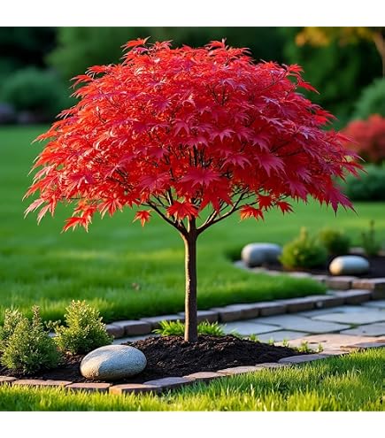 アイボリーm Japanise Maple Acer Palmatum Tree Seeds : Amazon.in: Garden & Outdoors