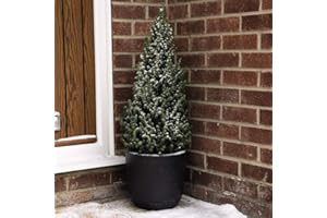 THOMPSON & MORGAN Gift Wrapped Picea Perfecta Potted Christmas Tree Garden Plant 2x 5L by Thompson and Morgan (2)