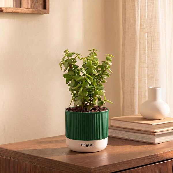 Kyari Aralia Green Live Plant with Green Self Watering Pot 4 Inch