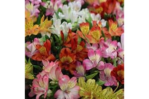 THOMPSON & MORGAN Alstroemeria Garden Hybrids Peruvian Lily Plant Hardy Perennial Plants Easy to Grow Your Own 5X Bare Roots by Thompson and Morgan