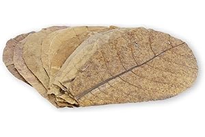 ProFlora® Seemandelbaumblätter Aquarium - Organische Catappa-Leaves als natürliche Wasseraufbereiter und wertvolle Nahrungsergänzung (XS, 12 Stück)