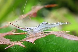 GARNELEN Garnelio - Rote Nashorngarnele - Caridina gracilirostris