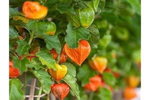 100 Graines de Physalis - jardins potager fruits - semences paysannes reproductibles - SemiSauvage