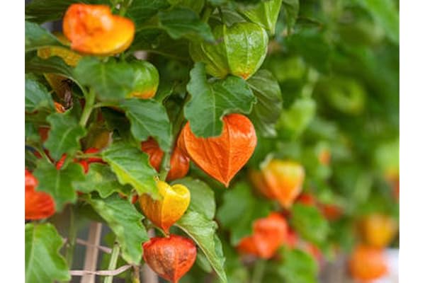 100 Graines de Physalis - jardins potager fruits - semences paysannes reproductibles - SemiSauvage
