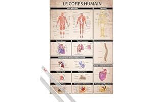 1art1 Le Corps Humain Affiche Murale (91x61 cm) Anatomie Muscles Os Organs Affiche Éducative, En Français Et Kit De Fixation Transparent
