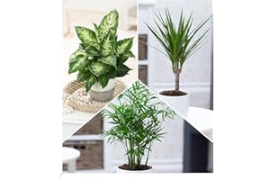 BALDUR Garten Mix of 3 Air Purifying Indoor Plants 'Fresh Air' | Dieffenbachia, Dracena Dragon Tree and Chamaedorea Palm Tree Each 1 Plant, Green Plants, Perennial - Keep Frost-Free