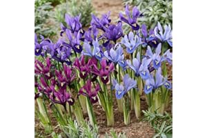 DUTCH BULBS EXCLUSIVE PLANTS FROM HOLLAND Mezcla de Iris Reticulata Budget (50 bulbos), colección de lirios, 4-5 variedades/colores, perenne, bulbos de flores de Holanda aptos para jardín, maceta).