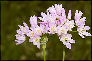 Oliwier's Bulbs 10x Allium Roseum Pink Spring Flowering Bulbs Perfect for Bees Plant in Flowerbeds Pots Borders Garden Perennial Plants Bee Friendly