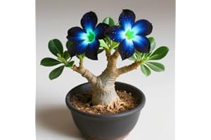 IIEDGE Schnelles Wachstum Seltene Wüstenrose Seltene Wüstenrose Winterhart WüStenrosenknolle Winterhart Schönes Bepflanzen von Staudengärten-1knolle-g