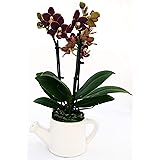 Orchidee, Phalaenopsis, schwarz, in Topf, Orchidee Falenopsis, echte Pflanze